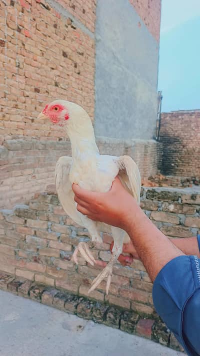 Shamoo cross white hera madi available 03145489284 whatsapp