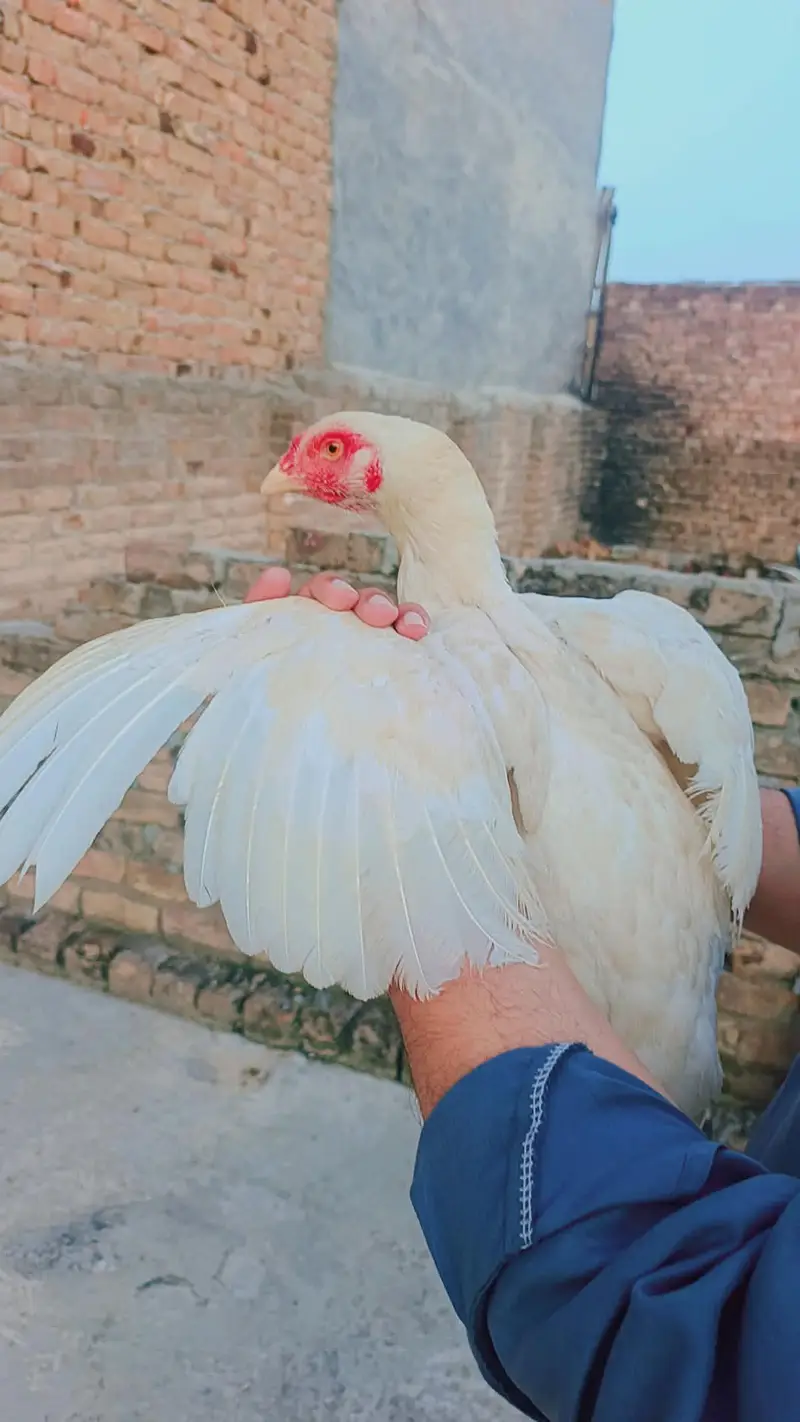 Shamoo cross white hera madi available 03145489284 whatsapp — photo 2