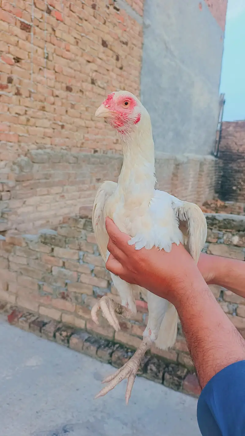 Shamoo cross white hera madi available 03145489284 whatsapp — photo 5
