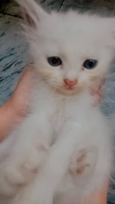 pure perssian single cort for sale lahore