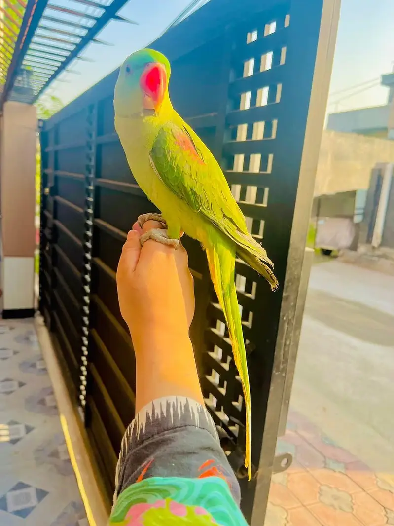 raw parrot female — photo 2