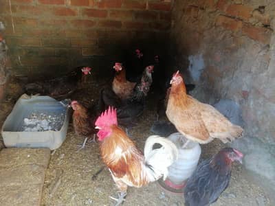 Hen and Rooster