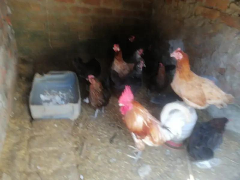 Hen and Rooster — photo 2
