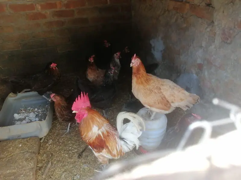 Hen and Rooster — photo 3
