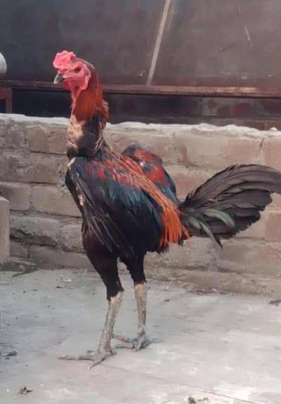 BURMI PANUS MALE contect 03090912503