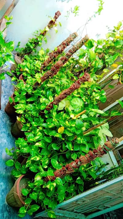 Beautiful Healthy Money plant Fresh