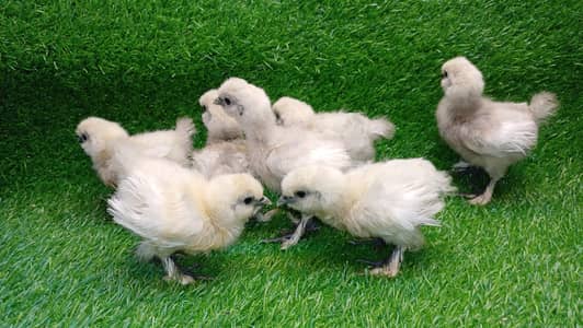 Whilte Silkie Quality Chicks