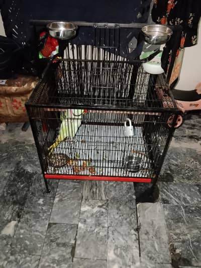 kashmir raw parrot 4 year age talk to talk our hand made