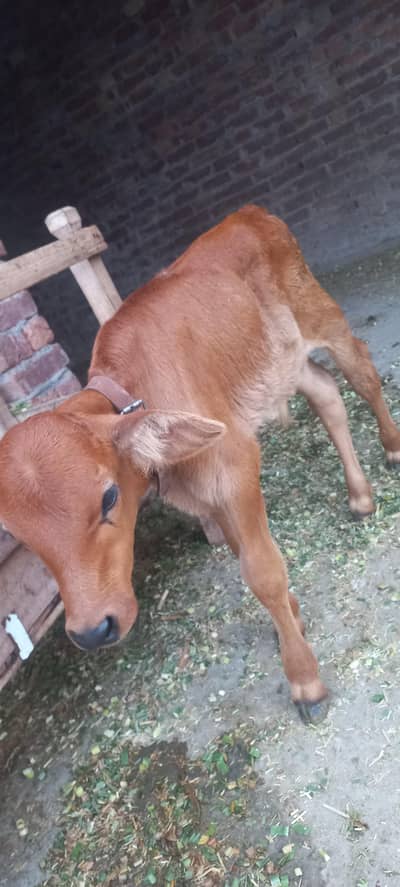cow for sale