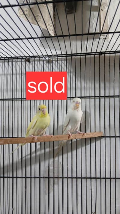 Red Eyes Budgies Breeding Pair