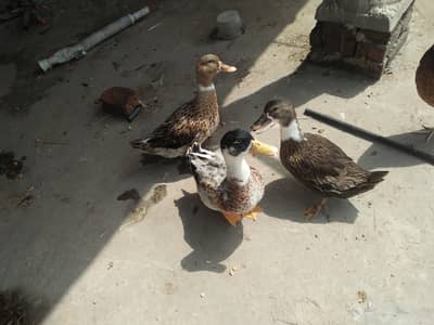 home feed duck