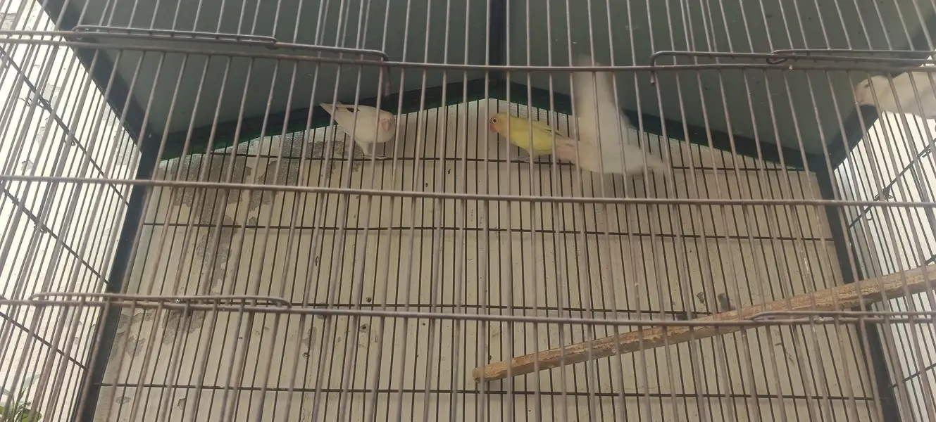 2 portion cage and love bird 1500 — photo 2
