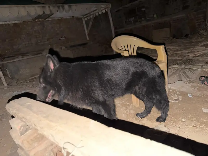 black german confirm breeder pair male female both breeder — photo 6