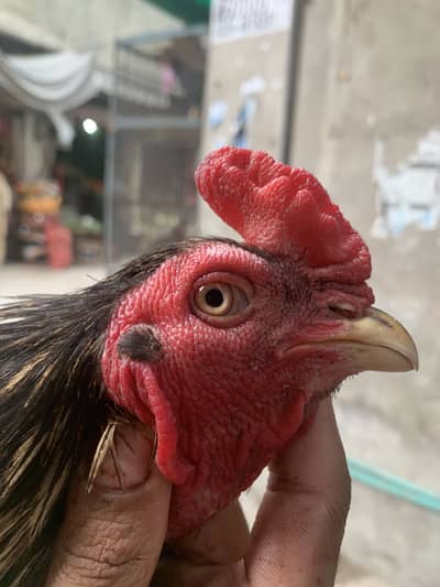 1murga aur 2 murge full set for sale ha