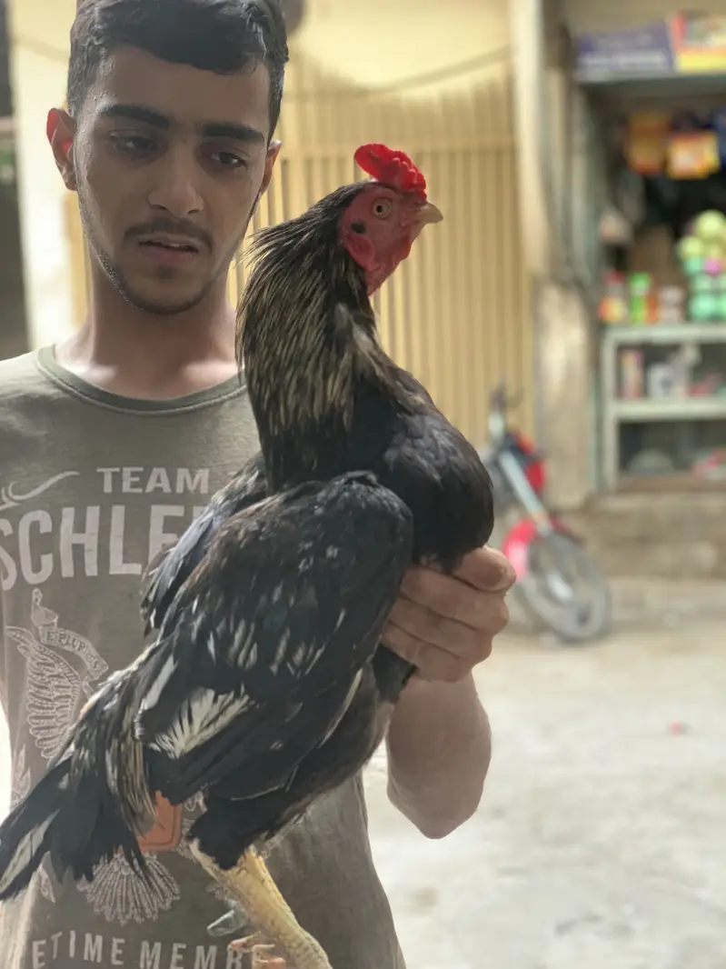 1murga aur 2 murge full set for sale ha — photo 2