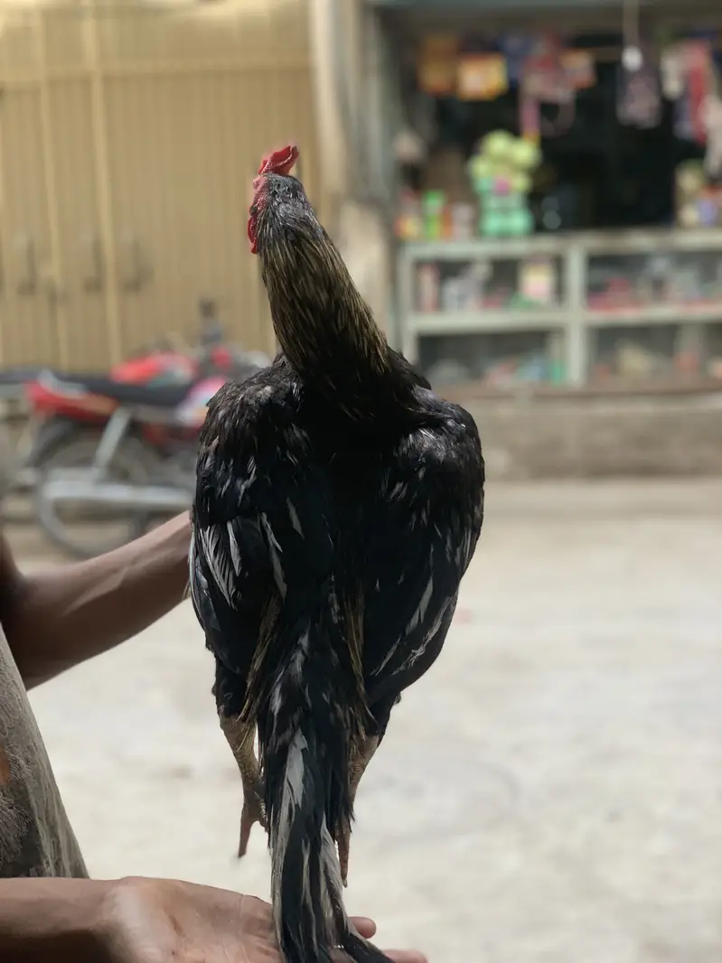 1murga aur 2 murge full set for sale ha — photo 3