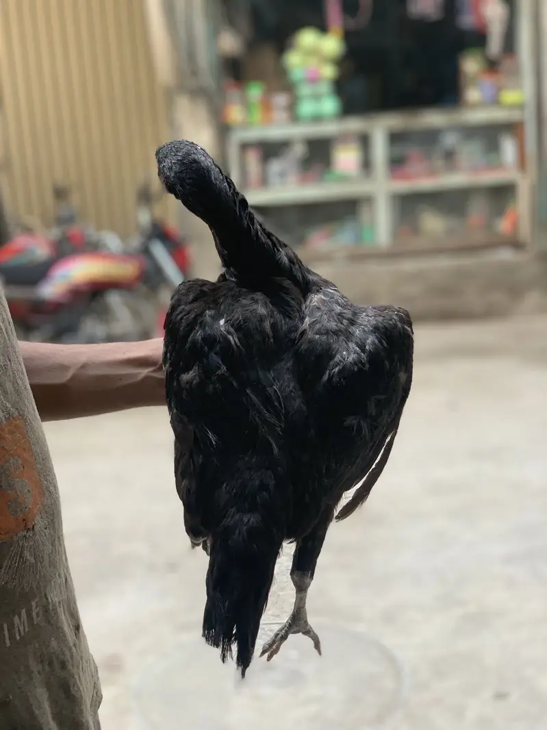 1murga aur 2 murge full set for sale ha — photo 6