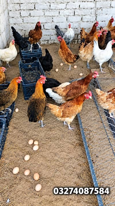 golden misri | eggs laying hens | desi hens | read ad | اشتہار پڑھیں