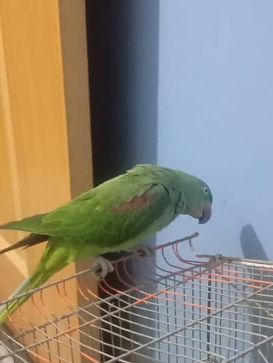 Female Raw parrot