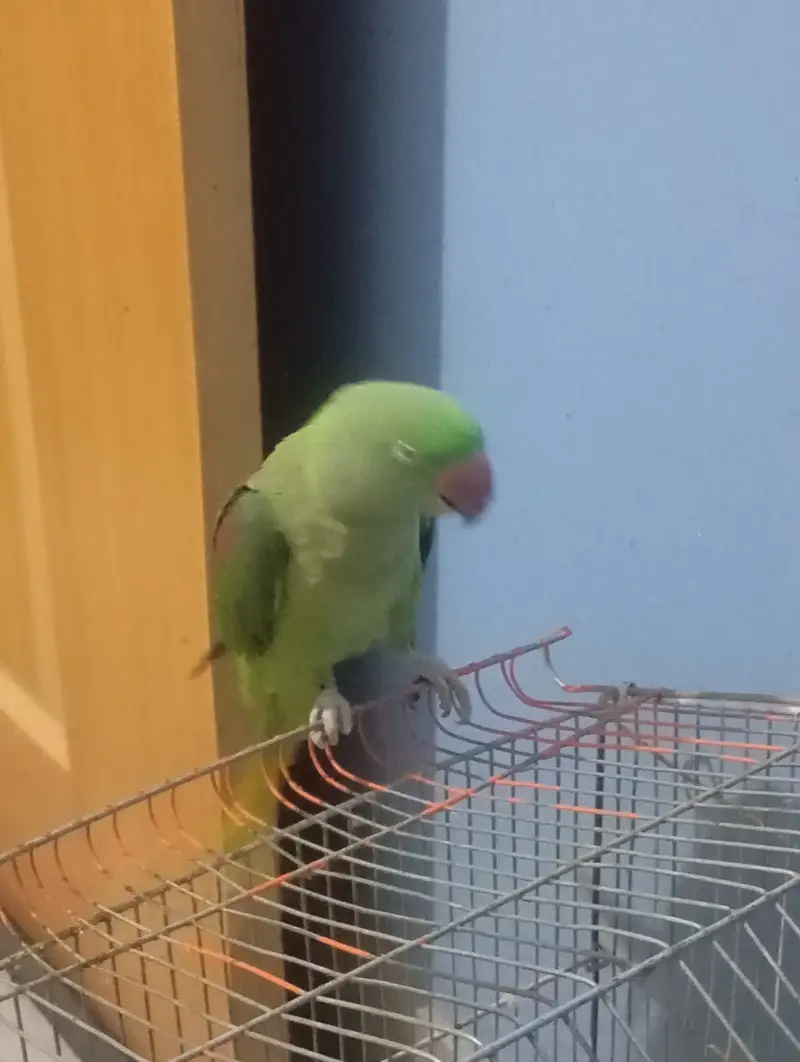 Female Raw parrot — photo 2