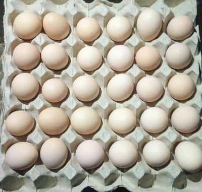 Fresh Table Eggs /Desi Eggs