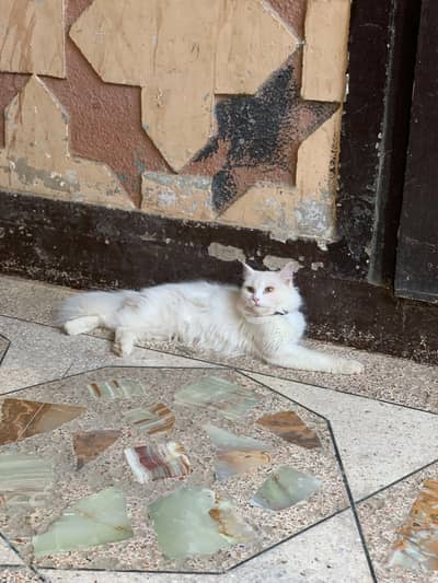 pure persian cat urgent sell