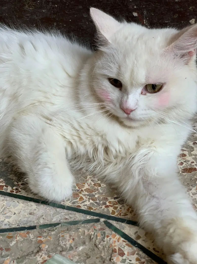 pure persian cat urgent sell — photo 2