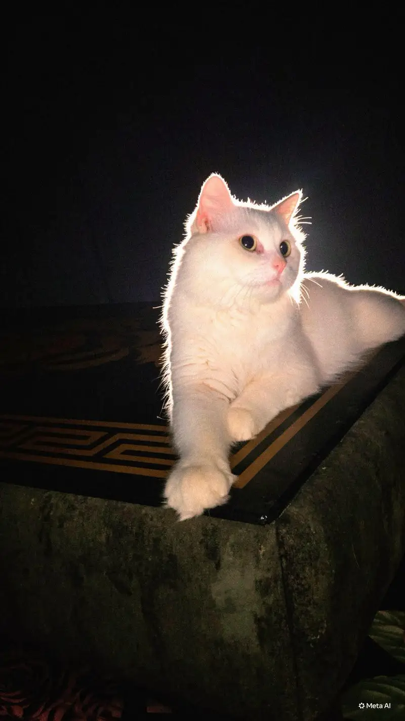 pure persian cat urgent sell — photo 3