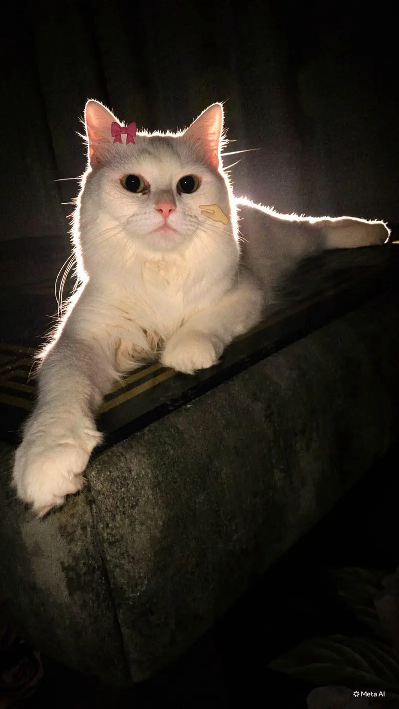pure persian cat urgent sell — photo 4