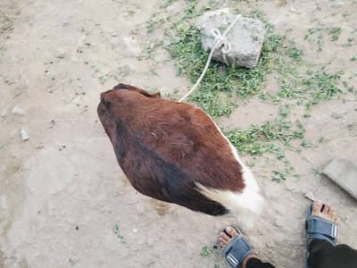 bakri for sale