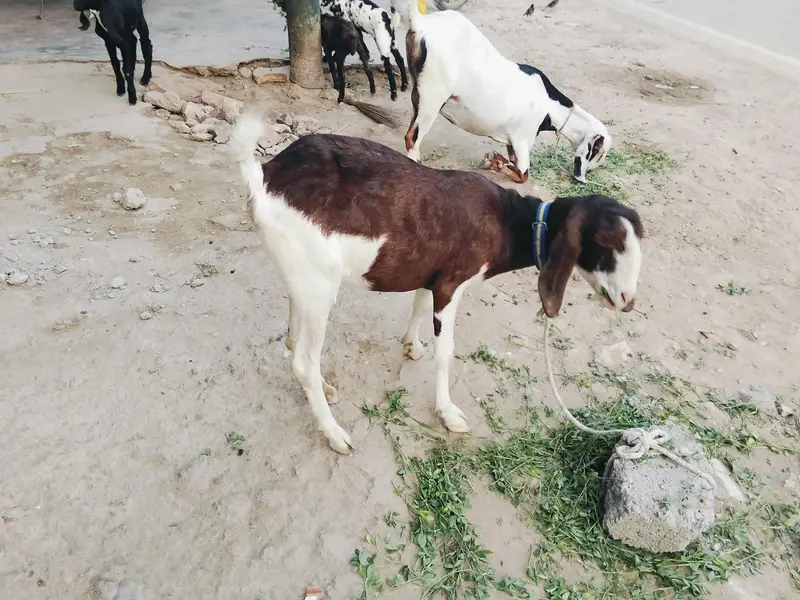 bakri for sale — photo 2