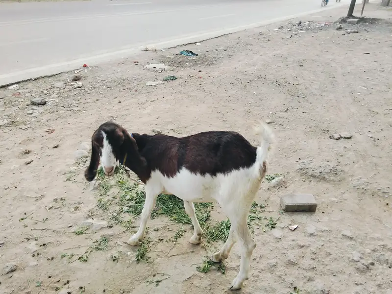 bakri for sale — photo 3