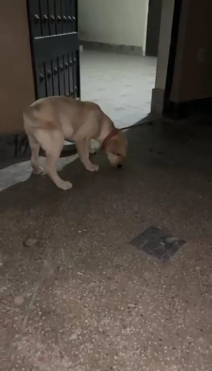 Labrador Female dog — photo 2