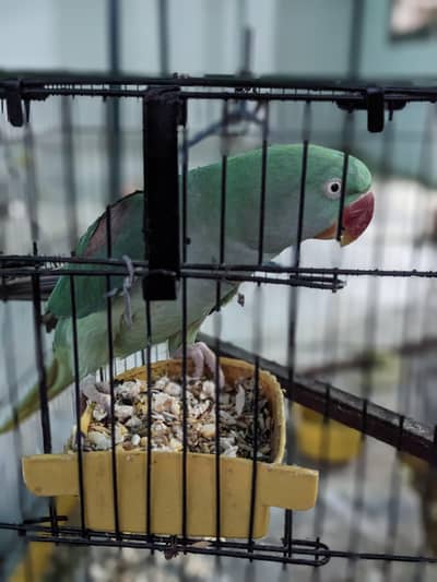brider pair