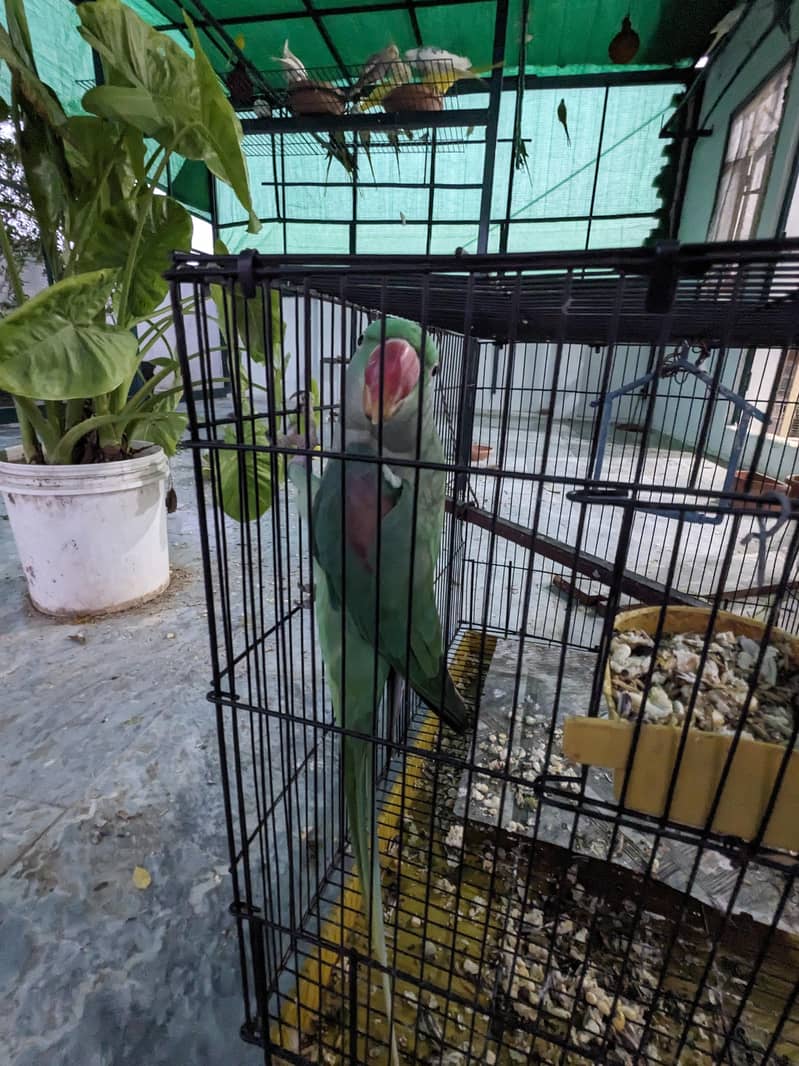 brider pair 1