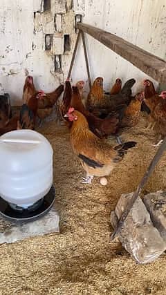 golden misri | eggs laying hens | desi hens | read ad | اشتہار پڑھیں