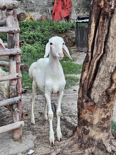excellent white talagangi 4 months old white male dumba  for sale