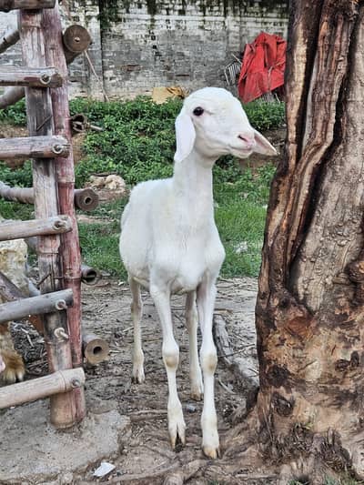 excellent white talagangi 4 months old white male dumba  for sale