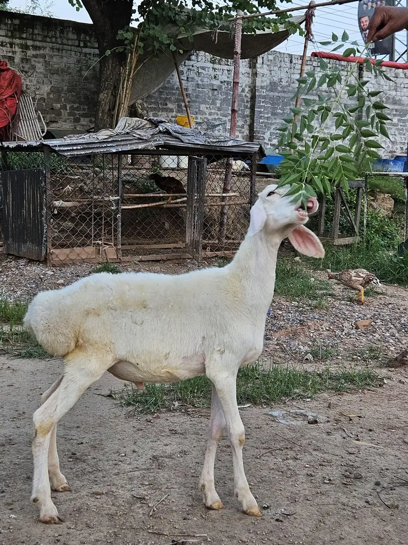 excellent white talagangi 4 months old white male dumba  for sale — photo 2