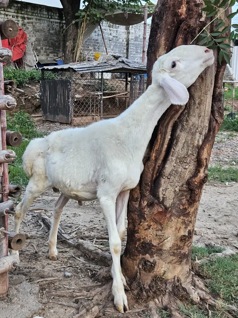 excellent white talagangi 4 months old white male dumba  for sale — photo 3