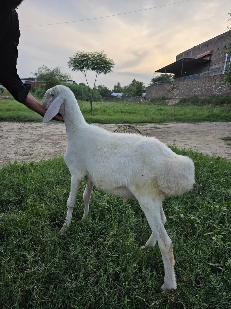 excellent white talagangi 4 months old white male dumba  for sale — photo 4