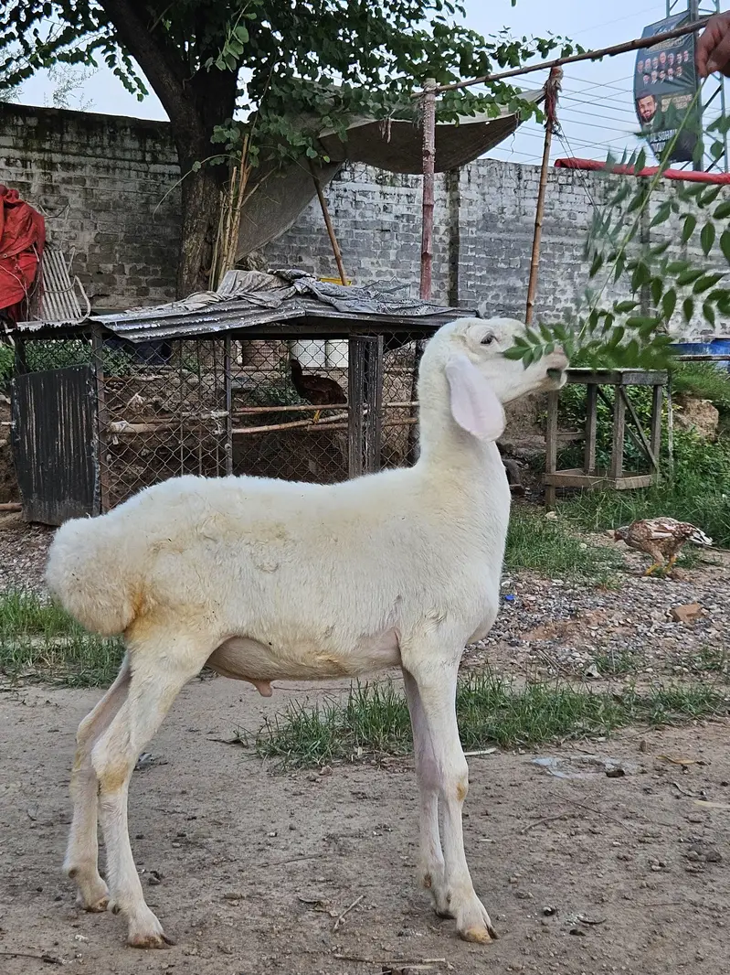 excellent white talagangi 4 months old white male dumba  for sale — photo 5