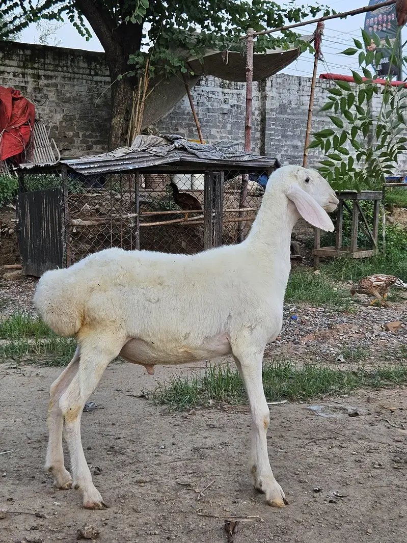 excellent white talagangi 4 months old white male dumba  for sale — photo 6