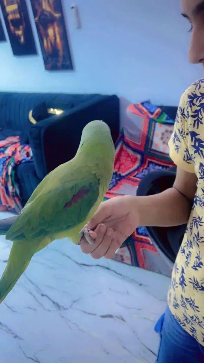 raw parrot female — photo 4