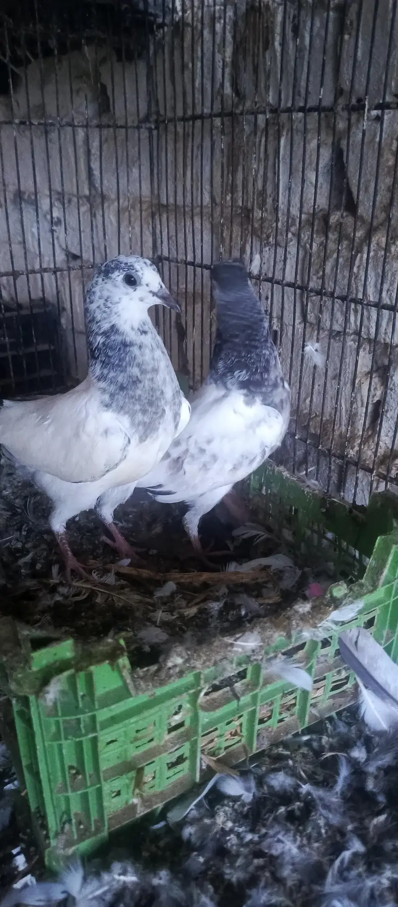 Original 35 Wala bacha or Ali wala — photo 3