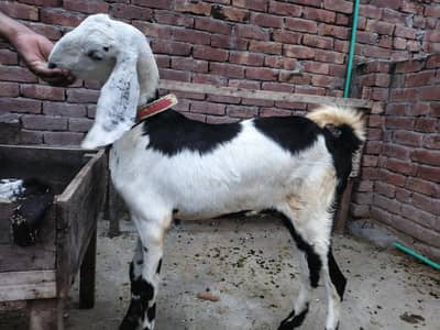 desi bakri