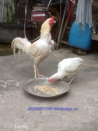 Heera boska