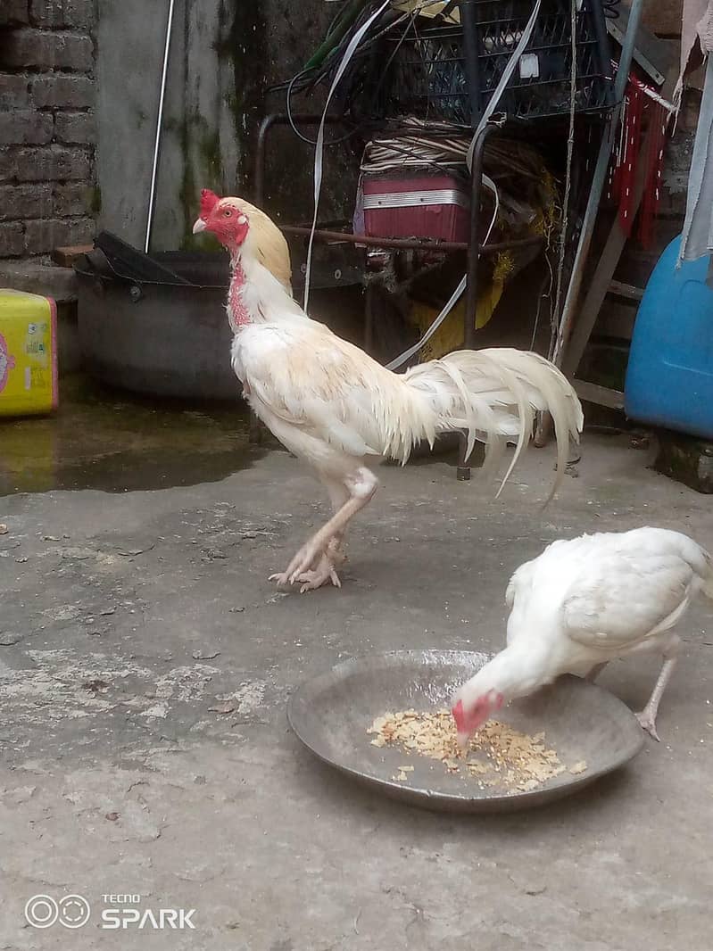 Heera pair 7