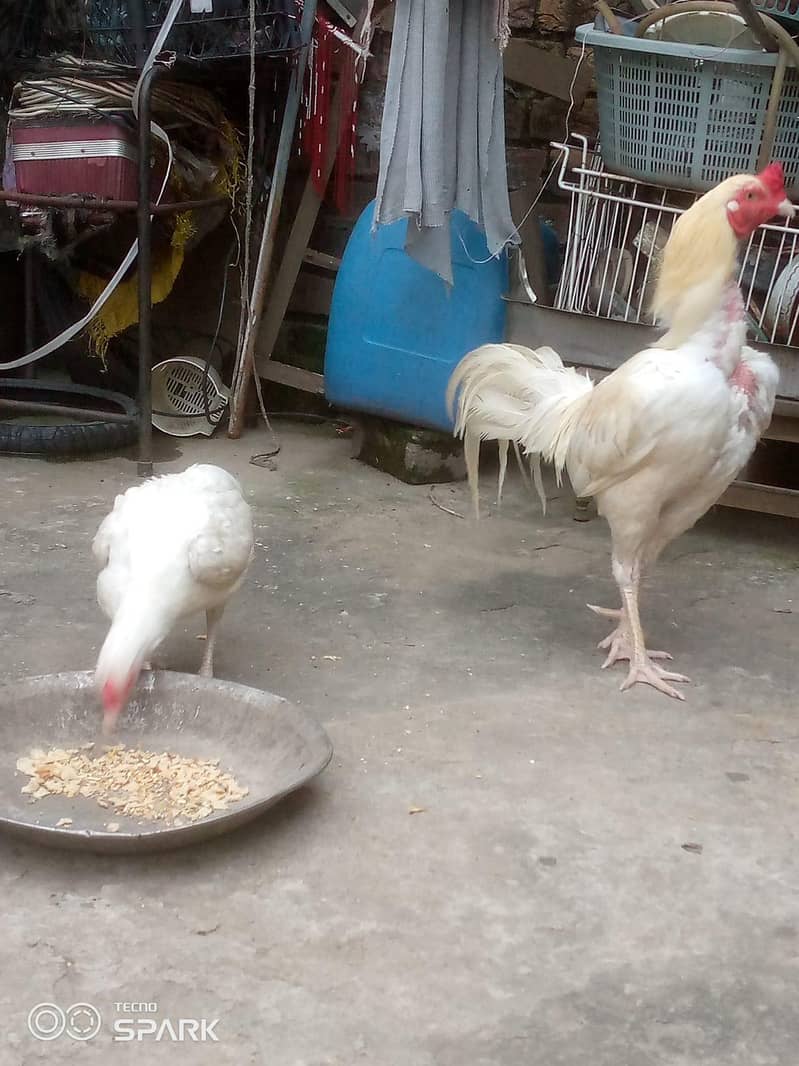 Heera pair 8