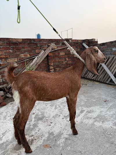 Healthy and active goat